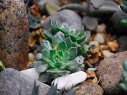 Natural Stones